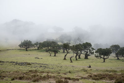 Trees on field against sky