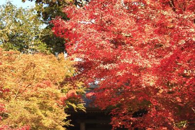 Low angle view of maple tree