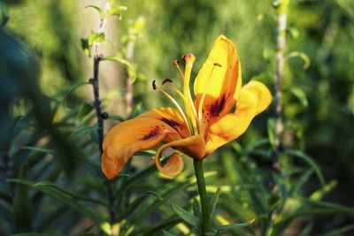 Close-up of yellow lily in bloom