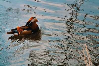 Duck swimming in a lake