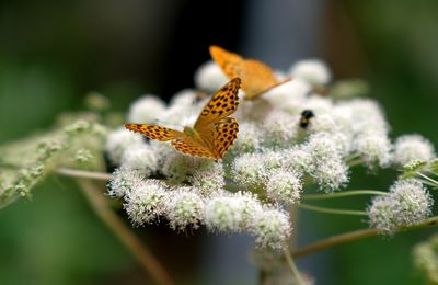 Close up of two butterflies on a flower near a waterfall in austria