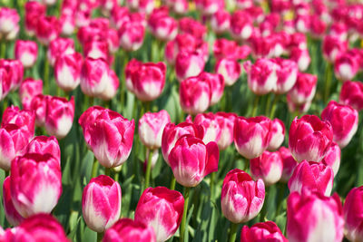 Full frame shot of pink tulips on sunny day
