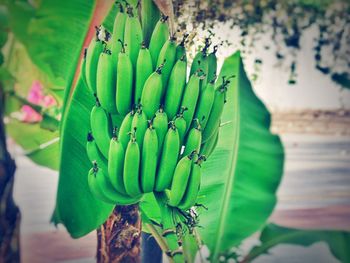 Close-up of a plant growing on tree