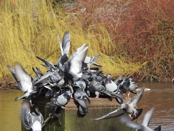 Birds flying over farm