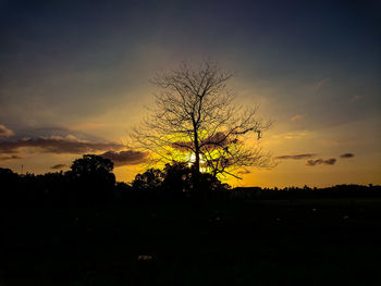 Silhouette trees against sky during sunset