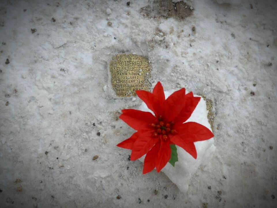 high angle view, flower, red, petal, fragility, no people, nature, day, close-up, outdoors, freshness, flower head, beauty in nature