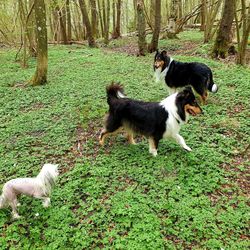 View of two dogs on field