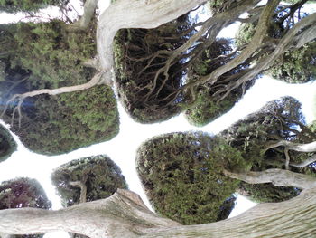 Close-up of tree