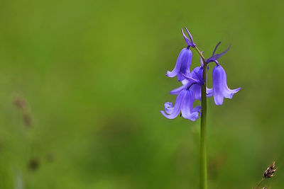 Close-up of purple flowering plant