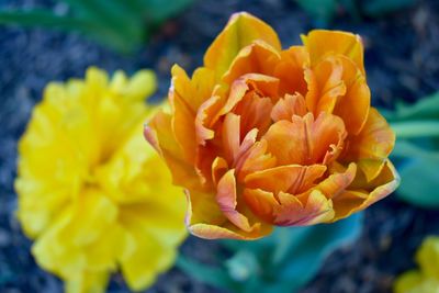 Close-up of yellow flowering plant