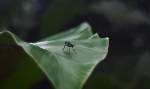 Close-up of insect on leaf