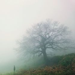 Bare trees on field in foggy weather