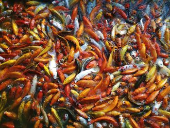 High angle view of koi carps swimming in water