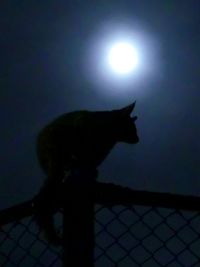 Low angle view of cat against sky