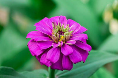 Close-up of pink flower