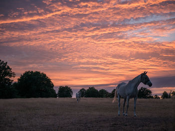 Horses on field against sunset sky