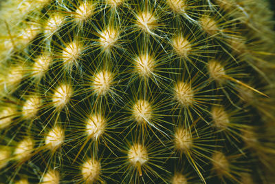 Full frame shot of cactus plant