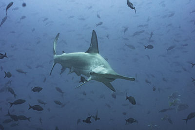 Fish swimming in sea
