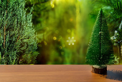 Close-up of christmas tree on plant