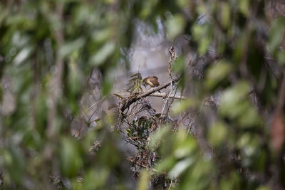 Close-up of a bird on branch