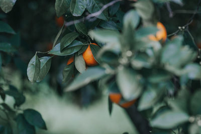 Close-up of orange fruits on tree