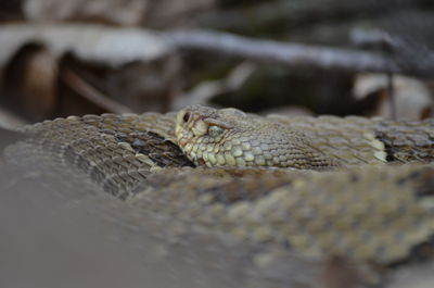 Yellow phase timber rattler 