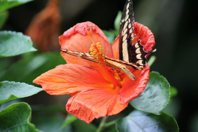 Close-up of butterfly pollinating on flower