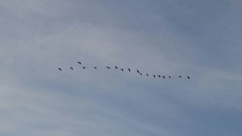 Birds flying in sky