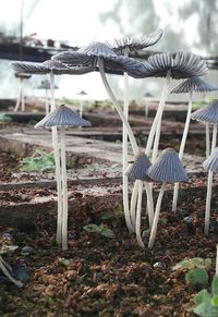 Close-up of mushroom