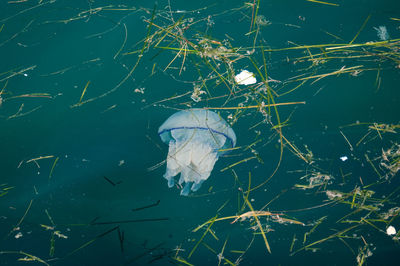 Close-up of jellyfish swimming in lake
