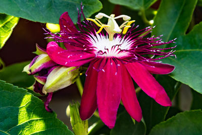 Close-up of pink passion flower blooming at park