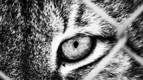 Close-up portrait of horse