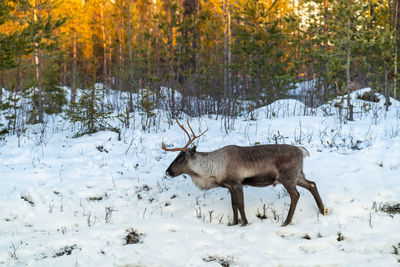 View of deer on snow covered field