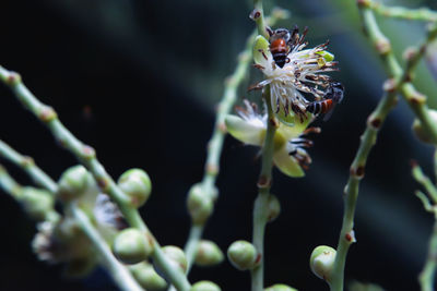 Close up of apis florea on palm flower