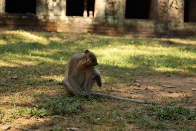 Monkey sitting on a field