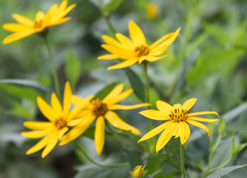 Close-up of yellow flowering plant