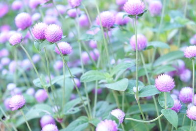 Close-up of pink flowering plants