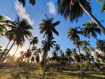 Low angle view of coconut palm trees against sky