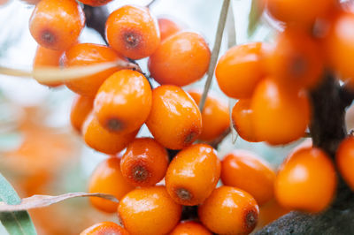 Close-up of oranges in market