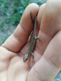 Close-up of human hand holding insect