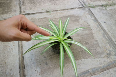 Person holding plant against wall