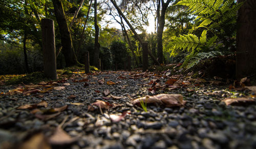 View of trees in forest
