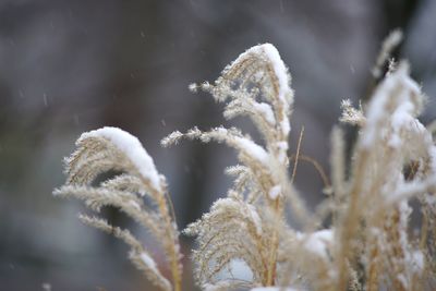 Close-up of plants during winter