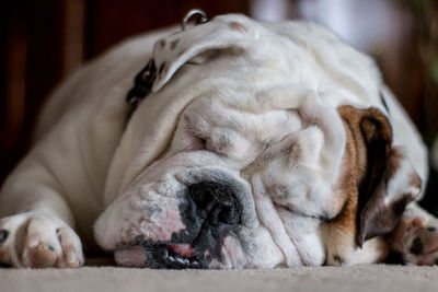 Close-up portrait of dog sleeping on floor