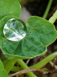 High angle view of green plants in water