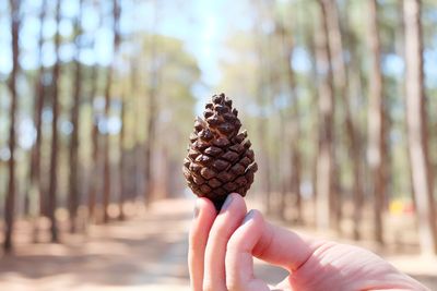 Close-up of hand holding pine cone against trees