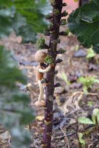 Close-up of mushroom growing on tree trunk