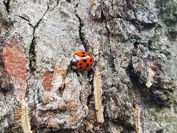 Close-up of ladybug on tree trunk