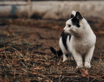 View of a cat on field