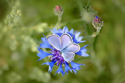 Close-up of purple flowering plant